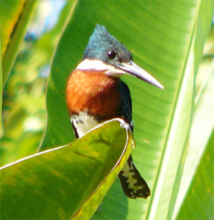 Green Kingfisher