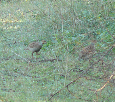 Grey Francolin