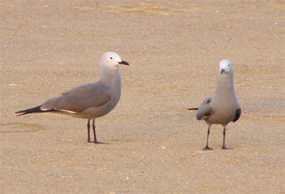 Gray Gulls