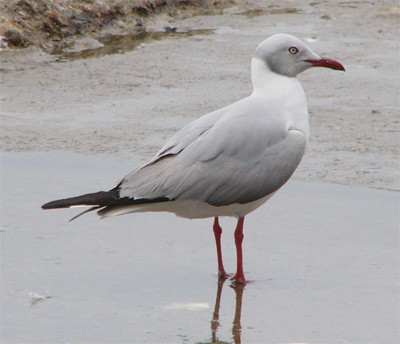 Gray-headed Gull