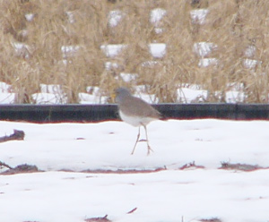 Grey-headed Lapwing