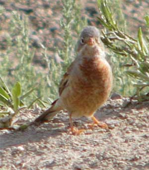 Grey-necked Bunting