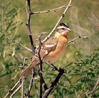 Female Black-headed Grosbeak