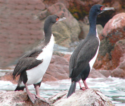 Guanay Cormorants