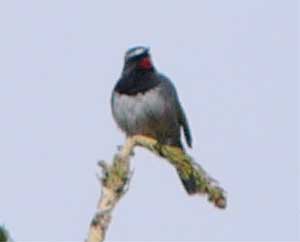 Himalayan Rubythroat