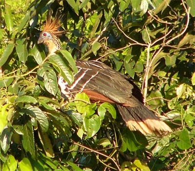 Hoatzin