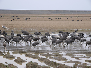 Hooded and White-naped Cranes