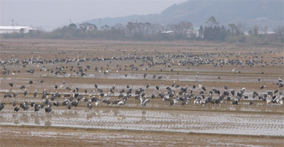 Hooded and White-naped Cranes
