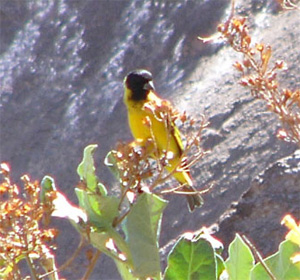 Red Hooded Siskin