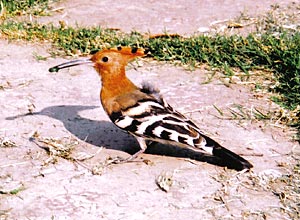 Hoopoe