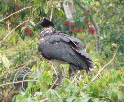 Horned Screamer