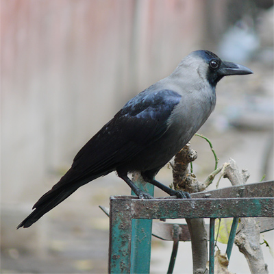 House Crow