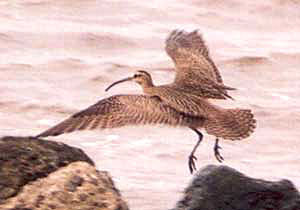 Hudsonian Whimbrel