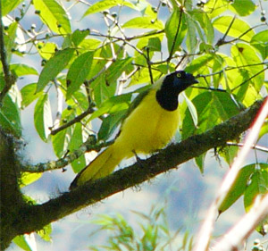 Inca Jay