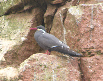 Inca Tern