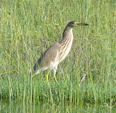 Indian Pond-heron