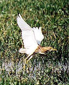 Indian Pond-heron