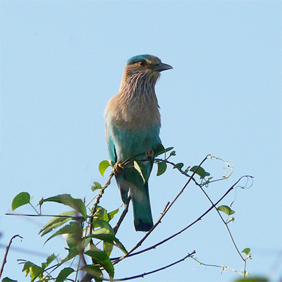 Indian Roller