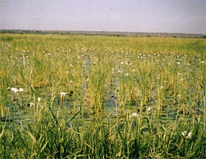 Jahaly Ricefields