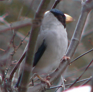 Japanese Grosbeak