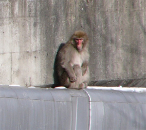 Japanese Macaque