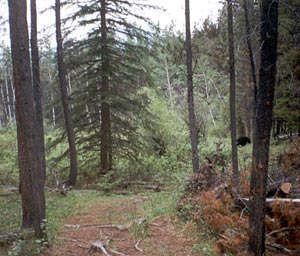 Woodland near Jasper