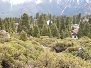 Juniper and conifers around the observatory