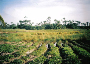 Lamin Ricefields