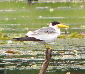 Large-billed Tern