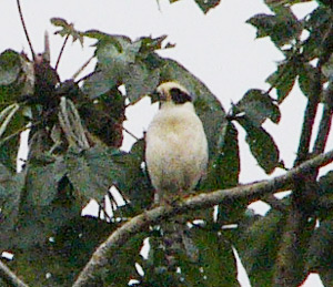 Laughing Falcon