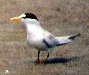 Least Tern