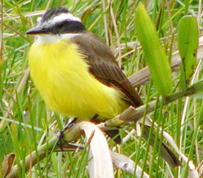 Lesser Kiskadee