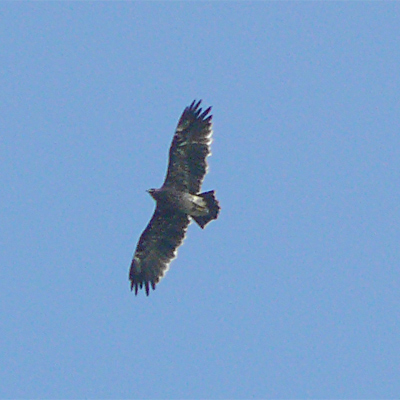 Lesser Spotted Eagle