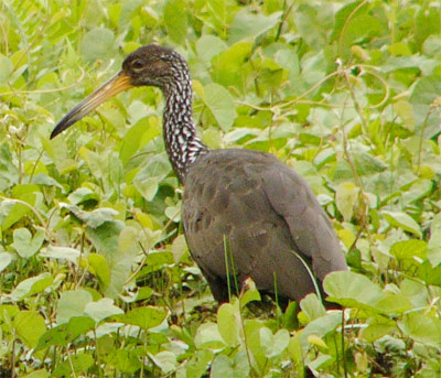 Limpkin