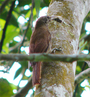 Lineated Woodcreeper