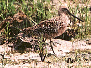 Long-billed Dowitcher