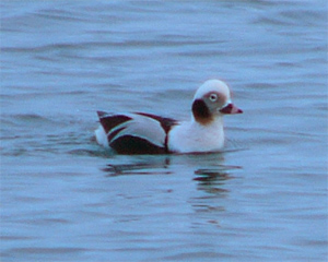 Long-tailed Duck