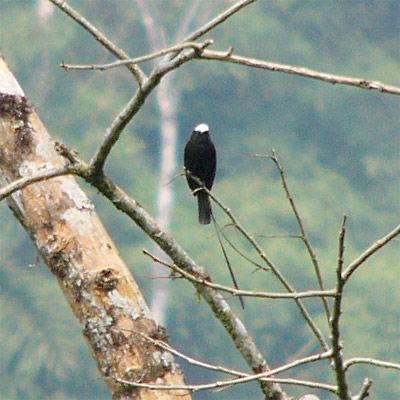 Long-tailed Tyrant