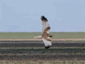 Western Marsh-harrier