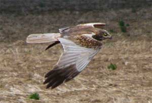 Western Marsh-harrier