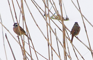 Meadow Buntings