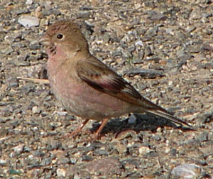 Mongolian Finch