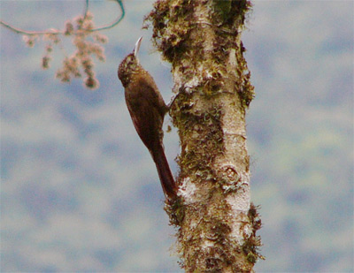 Montane Woodcreeper