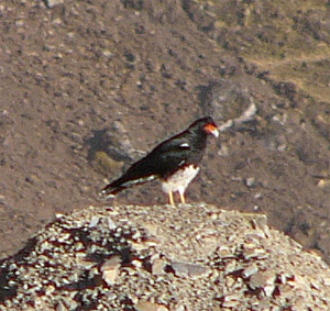 Mountain Caracara