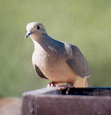 Mourning Dove