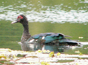 Muscovy Duck