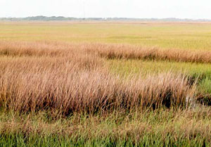 Nelson's Sharp-tailed Sparrow site