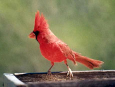 Male Northern Cardinal