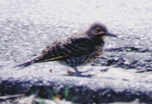 Northern Flicker