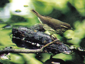 Northern Waterthrush